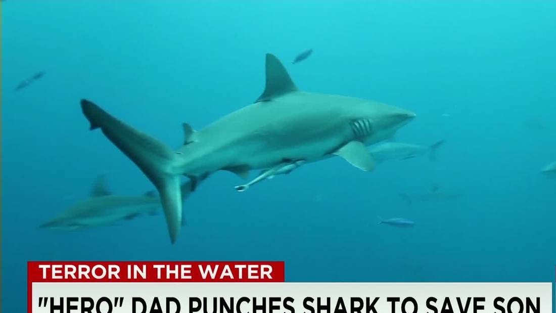 Man Punches Shark To Survive Attack Cnn Video