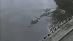 An alligator lurks in the bayou off Burkart&#39;s Marina
