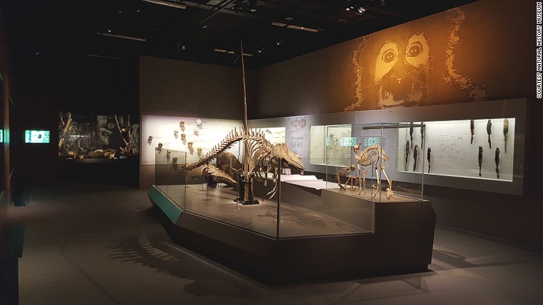 Visitors can compare skeletons or marvel at the beauty of the elegant spiral tusk of the &quot;unicorn of the sea&quot; -- the narwhal.  