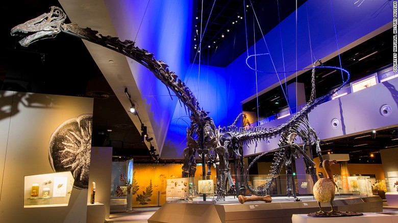 Say hello to Prince, Apollonia and Twinky, the gigantic stars of the Natural History Museum. The largest, Prince, was shipped to Singapore in 27 huge, customized crates. It took more than a fortnight to assemble him.