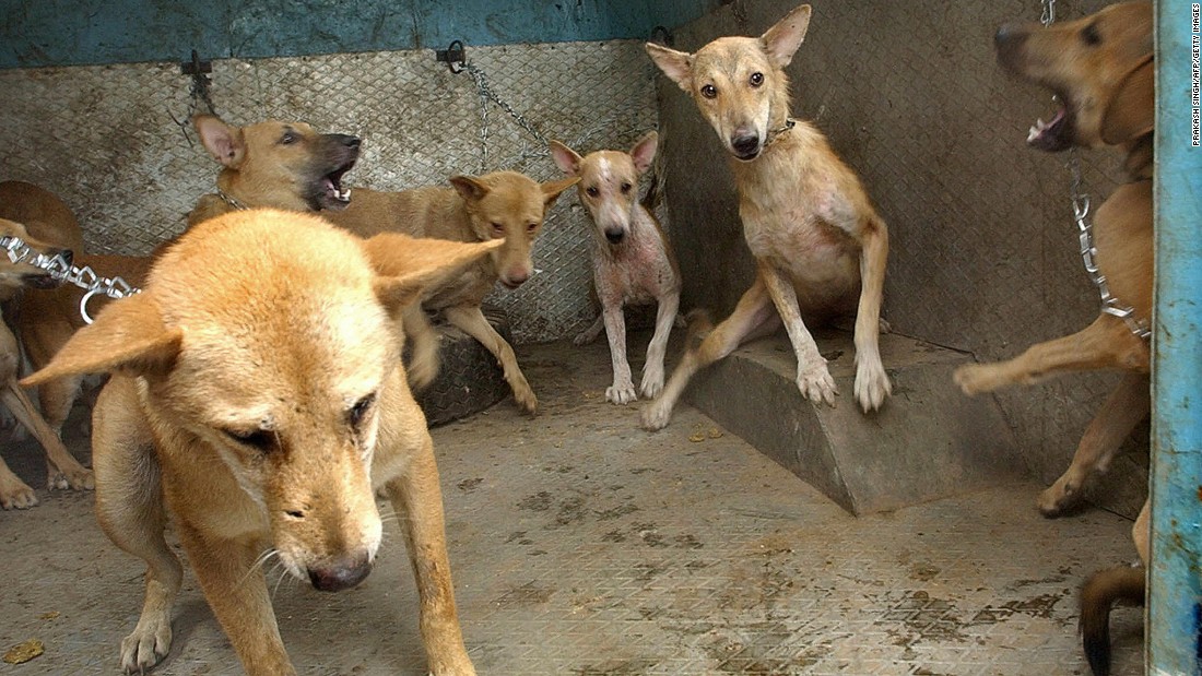 Stray dogs stand in a Municipal Corporation of Delhi (MCD) van after they were captured during a sterilization and anti-rabies vaccination operation in the city on June 19, 2003.