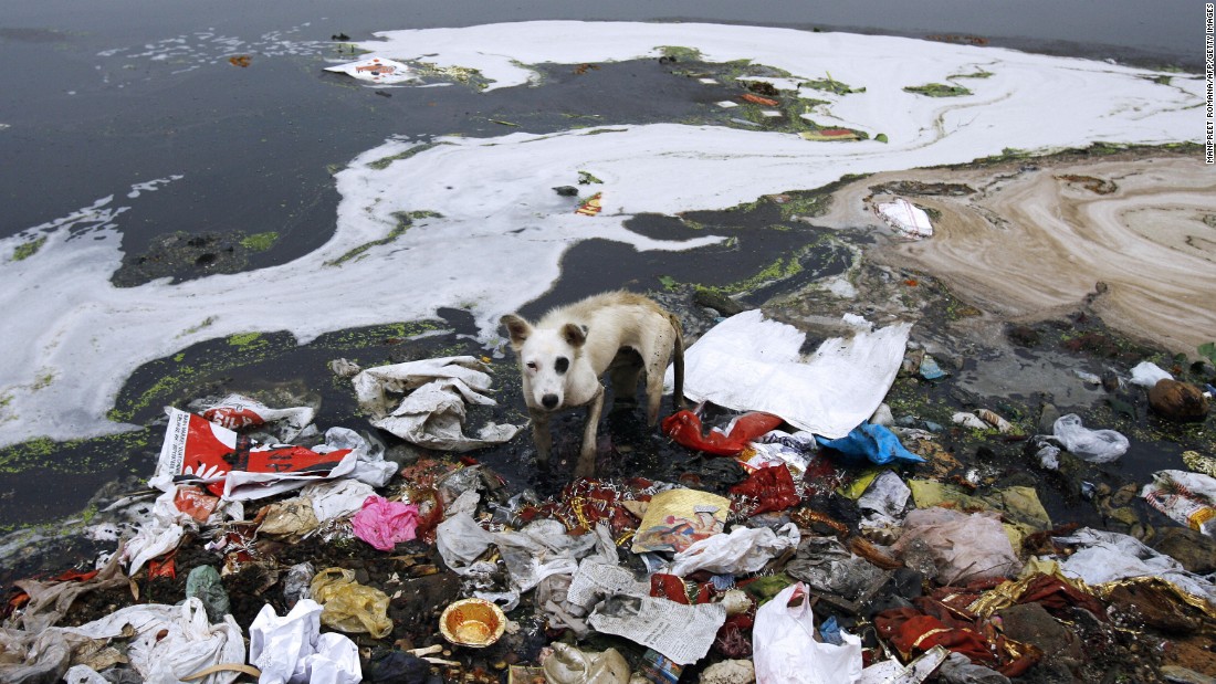 A stray dog searches for food in the polluted waters of the river Yamuna in New Delhi on June 5, 2008. 