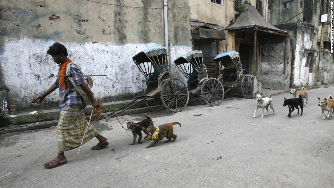 An Indian man walks with his monkeys followed by stray dogs in Kolkata on December 10, 2008.