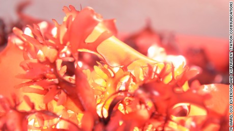 Researchers create guilt-free superfood that tastes like bacon