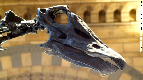 Adopt-a-dino: Meet Dippy the Diplodocus