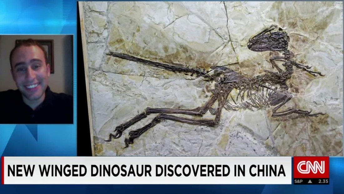 New winged dinosaur discovered in China CNN Video