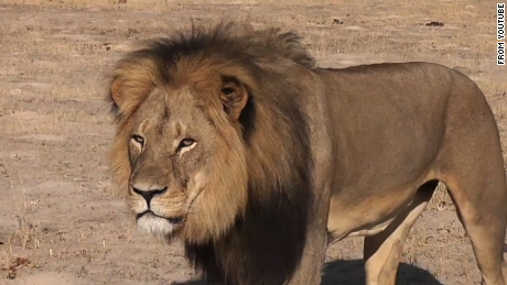 [Image: 150727121814-cecil-the-lion-2-large-169.png]