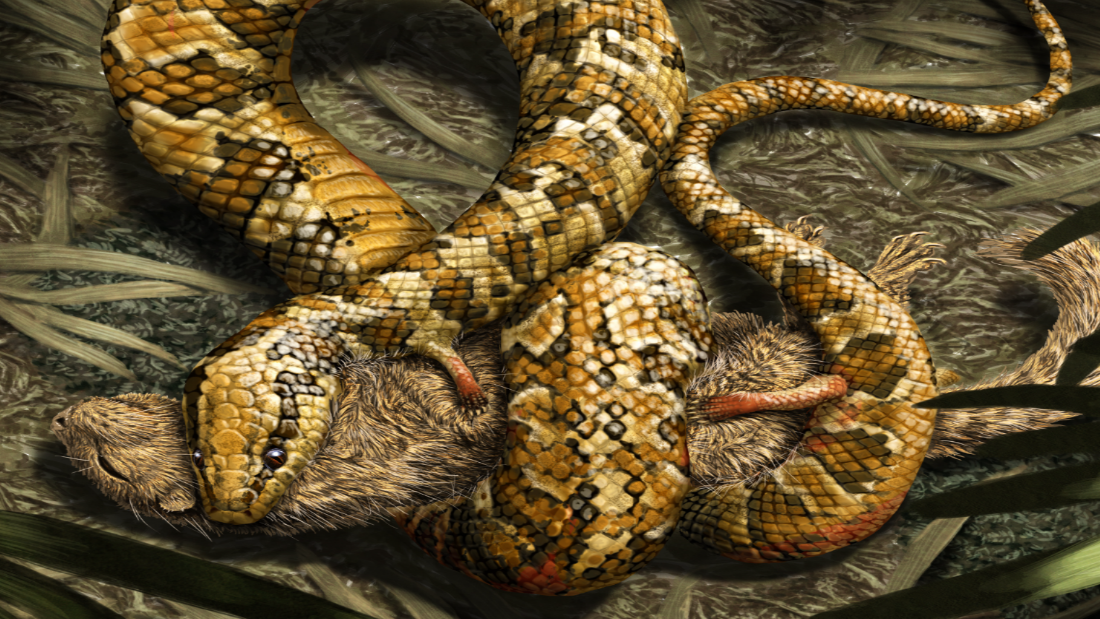 Four-legged Snake Fossil Found - CNN Video