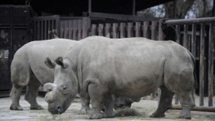 Only four northern white rhinos are left 