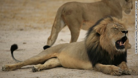 This handout picture taken on October 21, 2012 and released on July 28, 2015 by the Zimbabwe National Parks agency shows a much-loved Zimbabwean lion called "Cecil" which was allegedly killed by an American tourist on a hunt using a bow and arrow, the Zimbabwe Conservation Task Force charity accused on July 15, 2015, adding that the animal had taken 40 hours to die. The lion, which was a popular attraction among visitors to the Hwange National Park, was tempted outside the park using bait and then shot earlier this month.