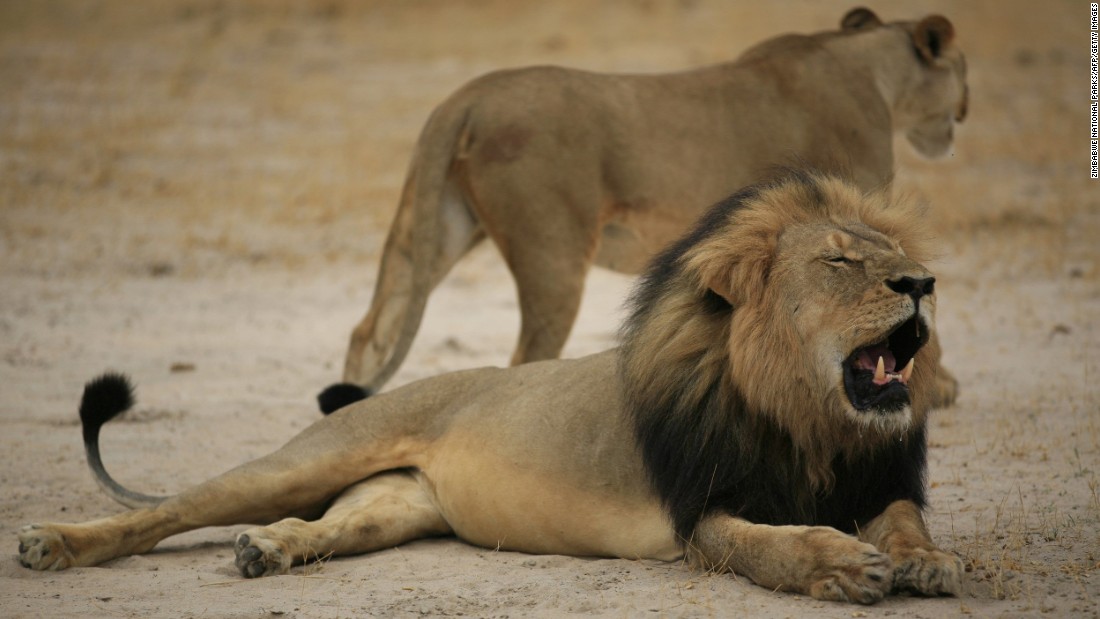Lion kills guide where Cecil lived
