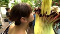 Rare 'Corpse Flower' blooms