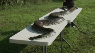 giant python found attacking animals in missouri_00013110.jpg