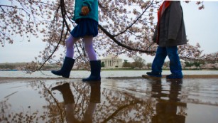 WASHINGTON, DC - APRIL 9: Children enjoy walking through a few rain puddles among the Tidal Basin cherry blossoms in Washington, DC on April 9, 2015. They are expected to hit peak bloom this weekend. (Photo by Linda Davidson / The Washington Post via Getty Images)