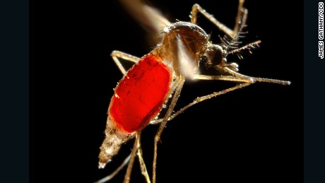 Dengue fever: How a mosquito infected millions, and not with malaria 