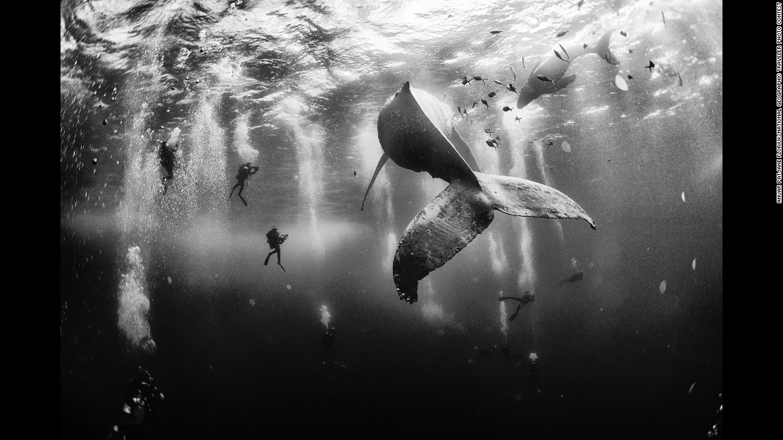 This year's &lt;a href=&quot;http://travel.nationalgeographic.com/photo-contest-2015/&quot; target=&quot;_blank&quot;&gt;National Geographic Traveler Photo Contest&lt;/a&gt; received more than 17,000 entries from photographers around the world. Grand-prize winner Anuar Patjane Floriuk will get an eight-day &lt;a href=&quot;http://www.nationalgeographicexpeditions.com/expeditions/costa-rica-photo-tour/detail&quot; target=&quot;_blank&quot;&gt;National Geographic Photo Expedition&lt;/a&gt; to Costa Rica and the Panama Canal. Here's how he describes his winning photo: &quot;Diving with a humpback whale and her newborn calf while they cruise around Roca Partida ... in the Revillagigedo (Islands), Mexico. This is an outstanding and unique place full of pelagic life, so we need to accelerate the incorporation of the islands into UNESCO as (a) natural heritage site in order to increase the protection of the islands against the prevailing illegal fishing corporations and big-game fishing.&quot;