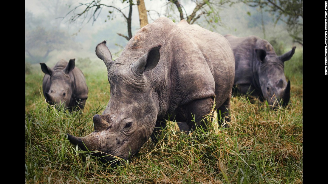 &quot;The night before this photo, we tried all day to get a good photo of the endangered white rhino,&quot; Berube said. &quot;Skulking through the grass carefully, trying to stay 30 feet away to be safe, didn't provide me the photo I was hoping for. In the morning, however, I woke up to all three rhinos grazing in front of me.&quot; The photo was taken at the Ziwa Rhino Sanctuary in Uganda.