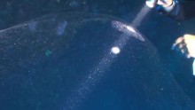 mysterious giant ocean blob squid mass orig_00004001.jpg