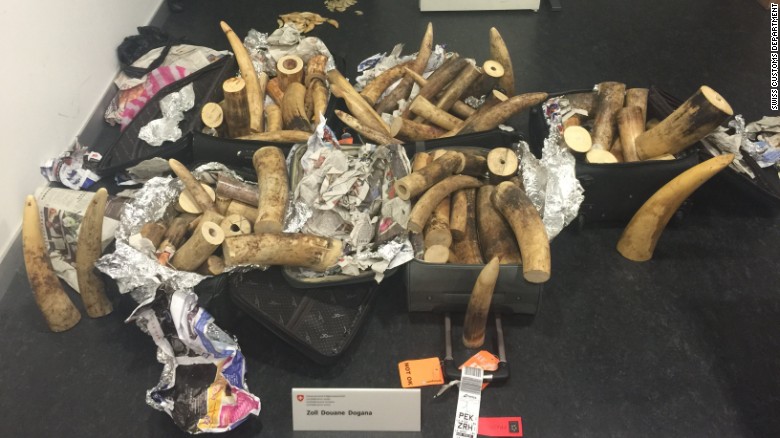 Swiss customs officers seize 8 suitcases of elephant ivory bound for China