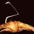 The new species of Ceratioid anglerfish lives in dark ocean depths nicknamed the "midnight zone"