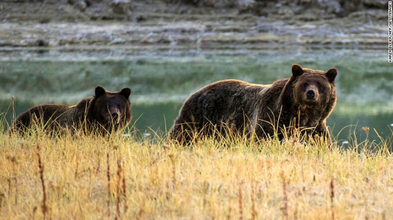A grizzly bear mother and her cub walk near Pelican Creek in 2012 in Yellowstone National Park.  