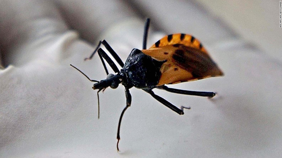 Just How Deadly Is The Kissing Bug 3891