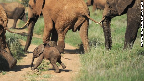 This picture taken on May 21, 2015 shows elephants walking on a path at the Lewa Wildlife Conservancy at the foot of Mount Kenya, approximately 300 km north of the capital Nairobi. An estimated 470,000 wild elephants remain in Africa, according to a count by the NGO Elephants Without Borders, down from several million a century ago. 