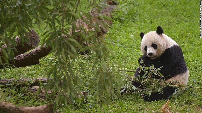Mei Xiang, one of the National Zoo&#39;s giant pandas, gave birth to twin cubs on August 22, 2015.