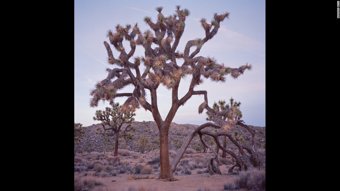 A Joshua tree in California