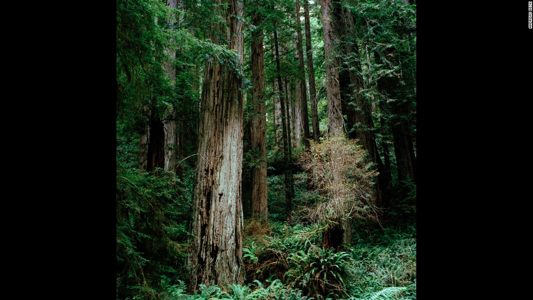 California&#39;s famous Redwoods