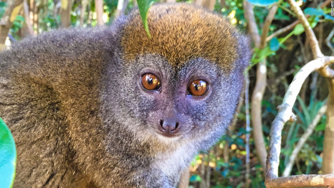 Back From The Brink Lemurs Of Madagascar 