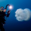 Jellyfish 'invading' Mediterranean
