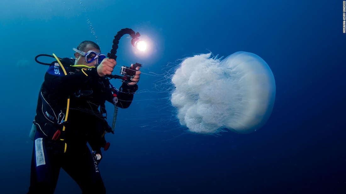 Jellyfish 'invading' Mediterranean