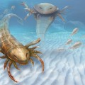 An artist's drawing of the Pentecopterus, a giant sea scorpion that 467 million years ago 