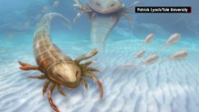 ancient sea scorpion discovered orig mss_00003912.jpg