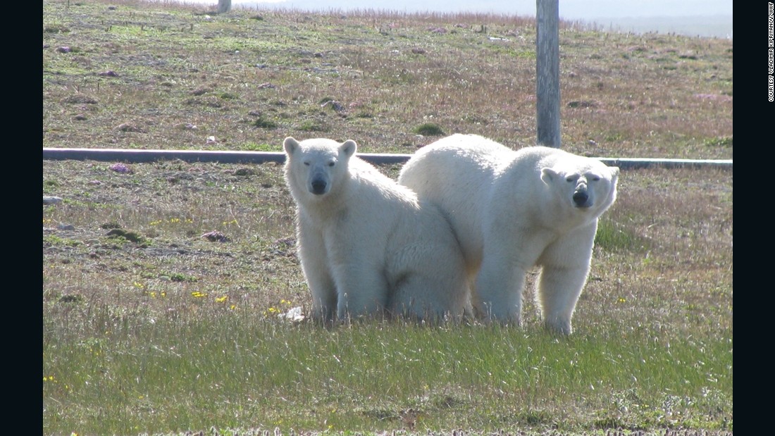 Polar bears lay siege to scientists