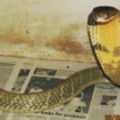 An 8-foot-long king cobras slithered away from his Orlando home and was still missing Wednesday night. 