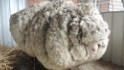 Lost sheep gets a haircut, sets world record