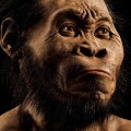 A reconstruction of Homo naledi's head by paleoartist John Gurche, who spent some 700 hours recreating the head from bone scans. The find was announced by the University of the Witwatersrand, the National Geographic Society and the South African National Research Foundation, and the image will appear in the October issue of National Geographic magazine.