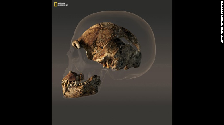 La caja craneana de un cráneo masculino compuesto de medidas Naledi Homo sólo 560 centímetros cúbicos de volumen - menos de la mitad del cráneo humano moderno lo representado detrás de él. 