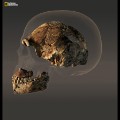 RESTRICTED Homo Naledi Nat Geo 3