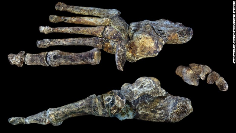 Homo naledi&#39;s feet are almost identical to ours -- indicating that it was well-suited to long distance walking.
