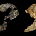 RESTRICTED Homo Naledi Skull Two Wits