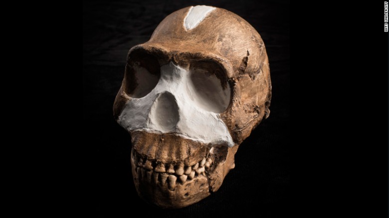 &quot;Overall, Homo naledi looks like one of the most primitive members of our genus, but it also has some surprisingly human-like features, enough to warrant placing it in the genus Homo,&quot; said John Hawks of the University of Wisconsin-Madison.