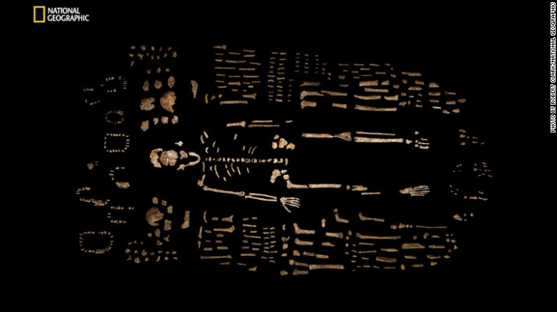 A composite skeleton of Homo naledi is surrounded by some of the hundreds of other fossil elements recovered from the Dinaledi Chamber of the cave.