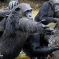 01 liberia chimps