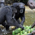 04 liberia chimps