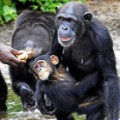 05 liberia chimps