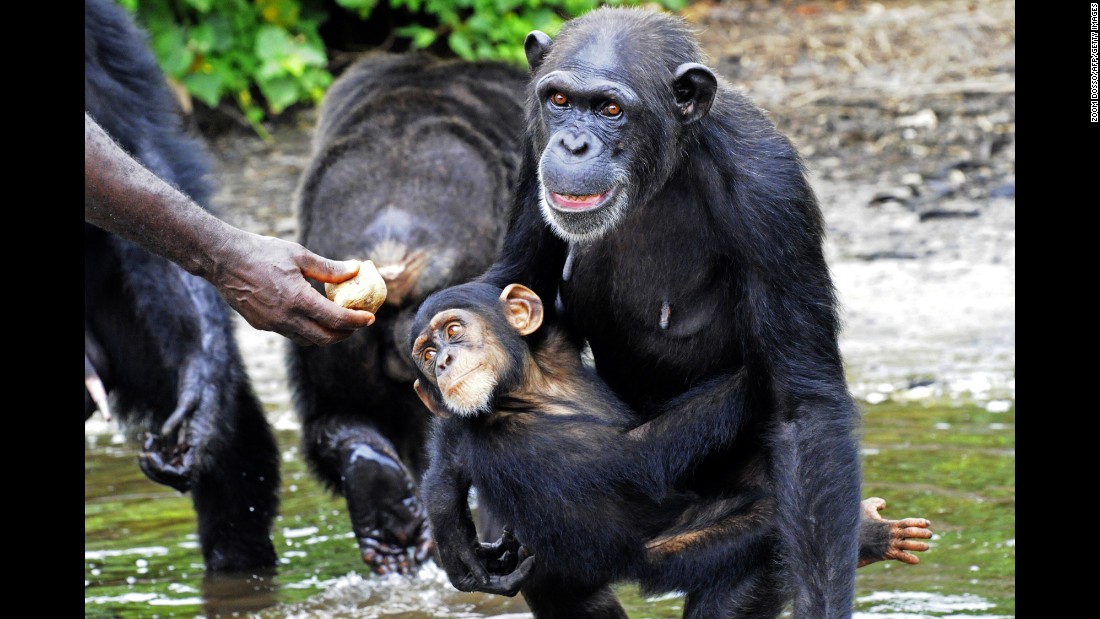 Will these former research chimps be allowed to starve?