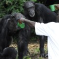 07 liberia chimps